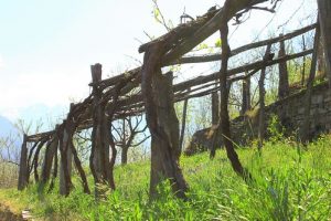 Topia pergola tipica dei terrazzamenti dell'Ossola