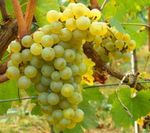 Chardonnay grappolo