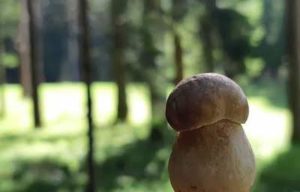 Piccolo fungo porcino (Boletus Edulis) in pineta